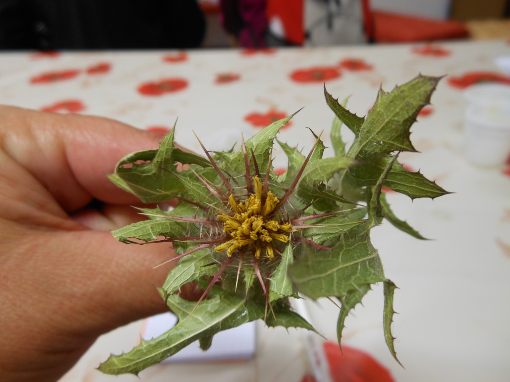 RADLJE OB DRAVI  26.9.2015 034