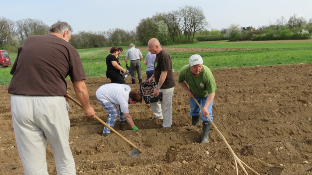 SAJENJE KROMPIRJA, 7. 4. 2016 034
